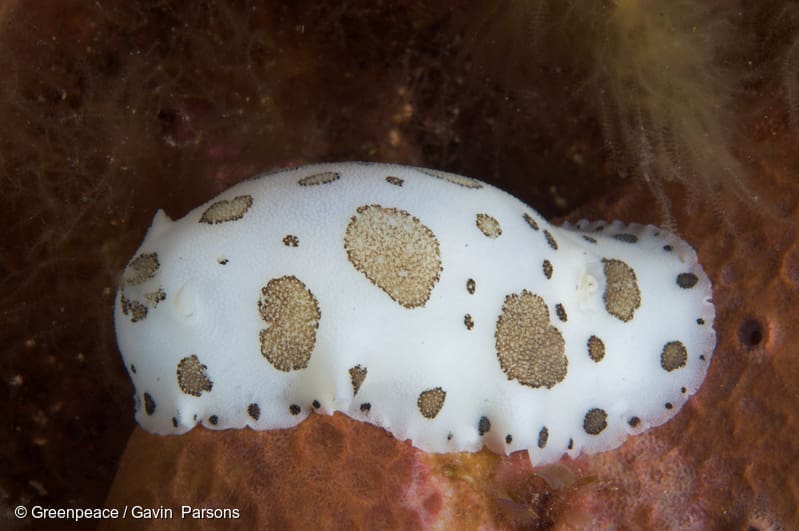 nudibranch