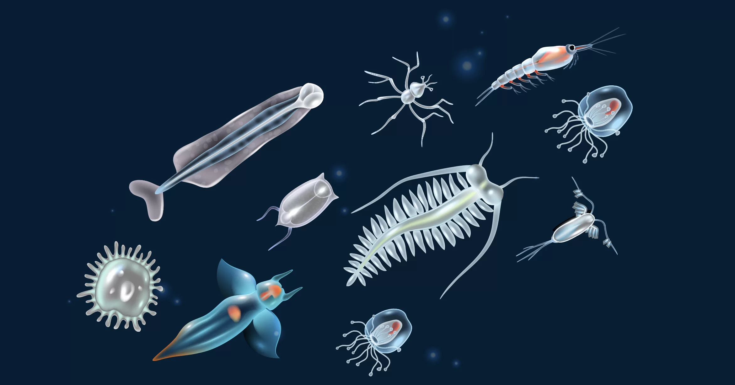 plankton