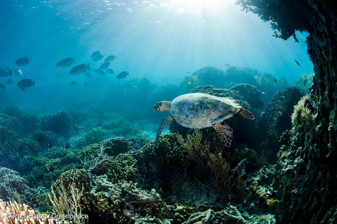 Keindahan ekosistem bawah laut Indonesia.
