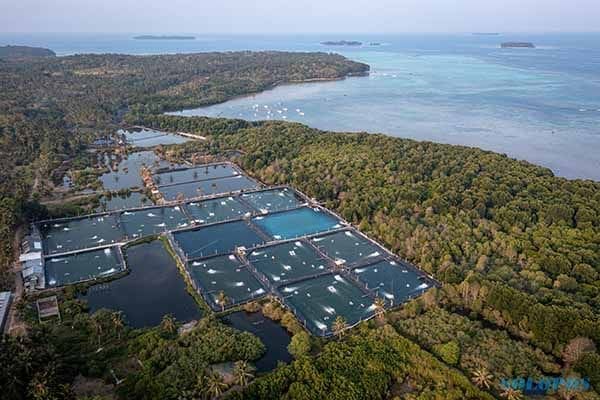 Foto udara tambak udang vaname intensif di sekitar area hutan mangrove tepi pantai Desa Kemujan, Karimunjawa, Jepara, Jawa Tengah, Senin (18/9/2023). (Aji Styawan/Antara Foto).